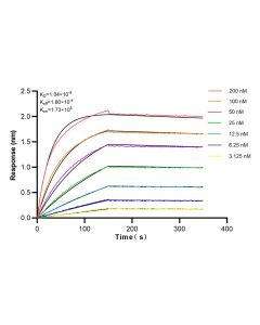 p38 MAPK Recombinant monoclonal antibody, PBS Only 80821-3-PBS proteintech