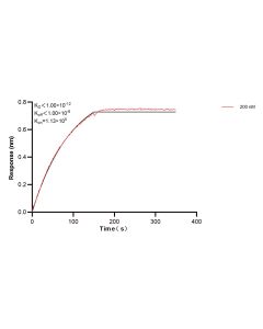 p38 MAPK Recombinant monoclonal antibody, PBS Only (Detector) 80821-4-PBS proteintech