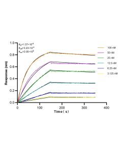 ubiquitin Recombinant monoclonal antibody, PBS Only 80992-1-PBS proteintech
