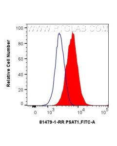 PSAT1 Recombinant monoclonal antibody 81479-1-RR proteintech