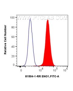 ENO1/2/3 Recombinant monoclonal antibody, PBS Only 81504-1-PBS proteintech