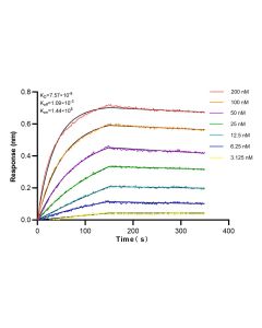 Stathmin 1 Recombinant monoclonal antibody 82559-1-RR proteintech