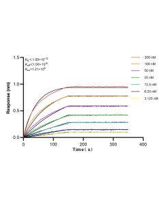 ZC3H11A Recombinant monoclonal antibody 82912-1-RR proteintech