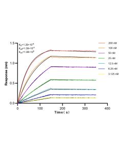 STMN2 Recombinant monoclonal antibody 82925-1-RR proteintech