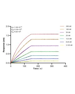 PI4KA Recombinant monoclonal antibody 82938-1-RR proteintech
