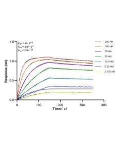 uPAR/CD87 Recombinant monoclonal antibody, PBS Only 82953-1-PBS proteintech
