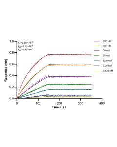 INTS5 Recombinant monoclonal antibody 83154-1-RR proteintech