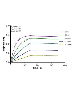 TMEM65 Recombinant monoclonal antibody 83219-4-RR proteintech