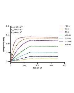 Ins1 Recombinant monoclonal antibody 83867-1-RR proteintech