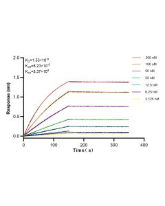 Caveolin-1 Recombinant monoclonal antibody 84044-1-RR proteintech