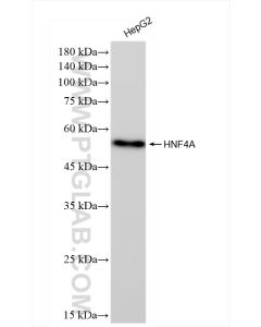 HNF4A Recombinant monoclonal antibody 84316-3-RR proteintech