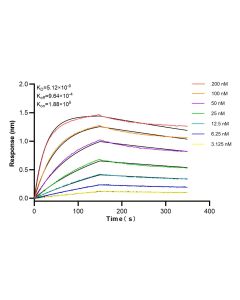 ZBP1 Recombinant monoclonal antibody, PBS Only (Detector) 84396-2-PBS proteintech