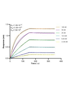 NDUFA4L2 Recombinant monoclonal antibody 84498-1-RR proteintech