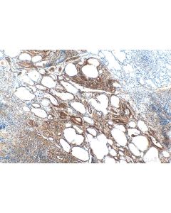 C3orf20 Recombinant monoclonal antibody 84975-1-RR proteintech