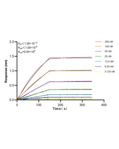 KIF17 Recombinant monoclonal antibody 85046-1-RR proteintech