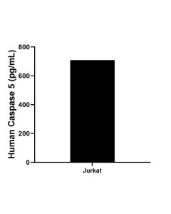 Caspase 5 subunit p20-1 Recombinant monoclonal antibody, PBS Only (Detector) 85914-2-PBS proteintech