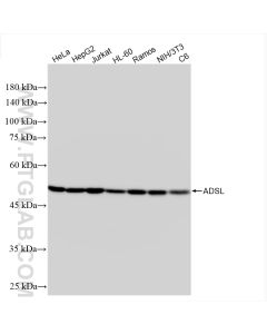 ADSL Recombinant monoclonal antibody 86131-2-RR proteintech