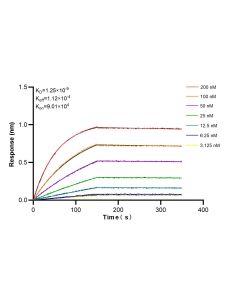 WBSCR17 Recombinant monoclonal antibody 86351-1-RR proteintech