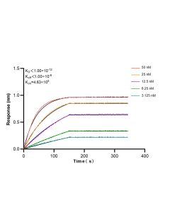 CDCA2 Recombinant monoclonal antibody 86379-1-RR proteintech