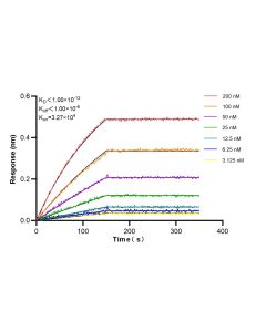 IGJ Recombinant monoclonal antibody 86939-1-RR proteintech