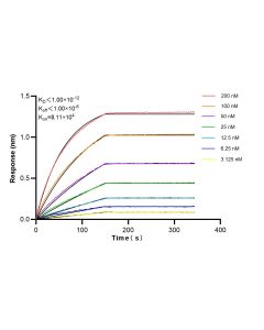 p70(S6K) Recombinant monoclonal antibody, PBS Only 87391-2-PBS proteintech