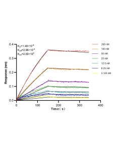 Rat IL-27A p28 Recombinant monoclonal antibody, PBS Only 87485-1-PBS proteintech