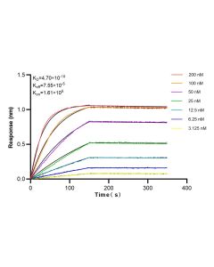 Anti-Human uPAR/CD87 Rabbit Recombinant Antibody, PBS Only 98048-1-PBS proteintech