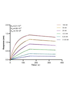Anti-Human gp130/IL6ST Rabbit Recombinant Antibody, PBS Only 98121-2-PBS proteintech
