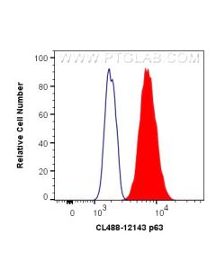CoraLite® Plus 488-conjugated p63 Polyclonal antibody CL488-12143 proteintech