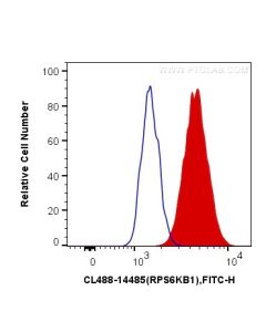 CoraLite® Plus 488-conjugated p70(S6K) Polyclonal antibody CL488-14485 proteintech
