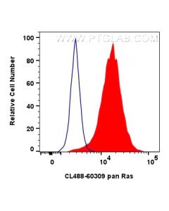 CoraLite® Plus 488-conjugated pan RAS Monoclonal antibody CL488-60309 proteintech