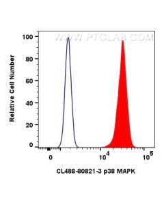 CoraLite® Plus 488-conjugated p38 MAPK Recombinant monoclonal antibody CL488-80821-3 proteintech
