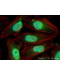 CoraLite® Plus 488-conjugated METTL6 Recombinant monoclonal antibody CL488-84209-5 proteintech