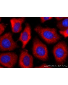 CoraLite®594-conjugated Peroxiredoxin 2 Monoclonal antibody CL594-60202 proteintech