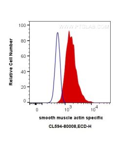 CoraLite®594-conjugated Alpha smooth muscle actin specific Recombinant monoclonal antibody CL594-80008 proteintech