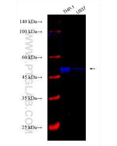 CoraLite® Plus 750-conjugated Caspase 1 Recombinant monoclonal antibody CL750-81482 proteintech