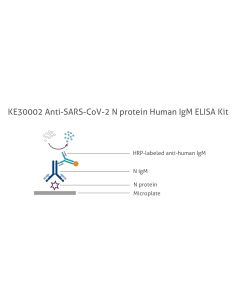 Anti-SARS-CoV-2 N protein Human IgM ELISA Kit KE30002 proteintech