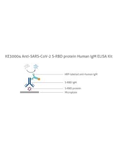 Anti-SARS-CoV-2 S-RBD protein Human IgM ELISA Kit KE30004 proteintech