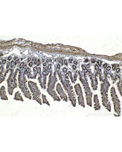 IHC easy ® VAMP4 Ready-To-Use IHC Kit KHC2110 proteintech