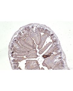 IHC easy ® UBXN11 Ready-To-Use IHC Kit KHC2549 proteintech