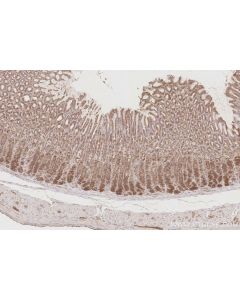 IHC easy ® UNC45A Ready-To-Use IHC Kit KHC2913 proteintech