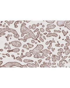 IHC easy ® USP20 Ready-To-Use IHC Kit KHC3055 proteintech