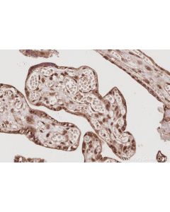 IHC easy ® USP16 Ready-To-Use IHC Kit KHC3083 proteintech