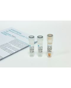 Mouse CD3/CD28 T Cell Activation Beads Kit KMS311 proteintech