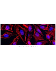 CoraLite®594-Phalloidin (red) PF00003 proteintech