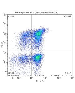 CoraLite® Plus 488-Annexin V and PI Apoptosis Kit PF00005 proteintech