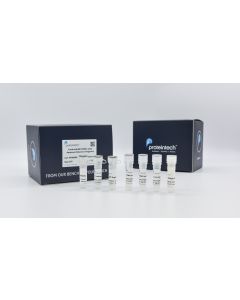 CoraLite® Plus 488 TUNEL Assay Apoptosis Detection Kit PF00006 proteintech