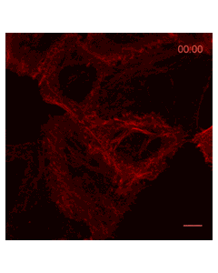 ChromoTek Actin-Chromobody® plasmid (TagRFP) acr proteintech