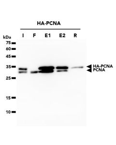 ChromoTek HA-Peptide ap proteintech
