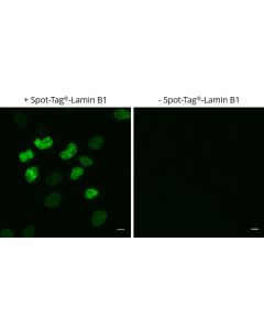 ChromoTek Spot-Label® Alexa Fluor® 488 ebAF488 proteintech